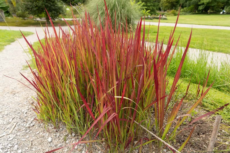 Florida Garden: Plants to Avoid - Protect Your Landscape