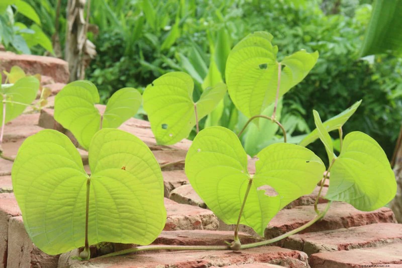 Florida Garden: Plants to Avoid - Protect Your Landscape