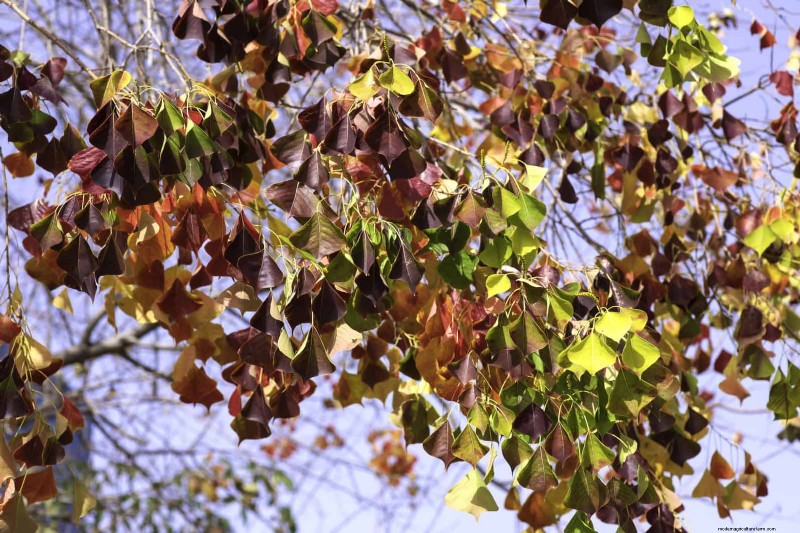 Florida Garden: Plants to Avoid - Protect Your Landscape
