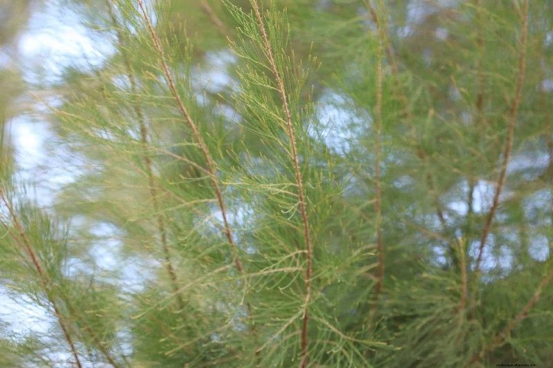 Florida Garden: Plants to Avoid - Protect Your Landscape