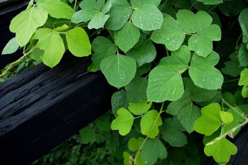 Florida Garden: Plants to Avoid - Protect Your Landscape