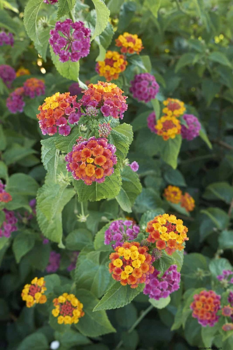 Florida Garden: Plants to Avoid - Protect Your Landscape