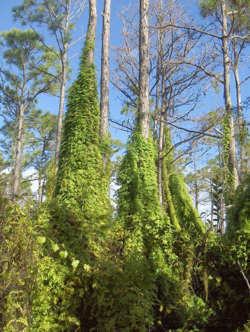Florida Garden: Plants to Avoid - Protect Your Landscape