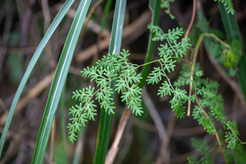 Florida Garden: Plants to Avoid - Protect Your Landscape