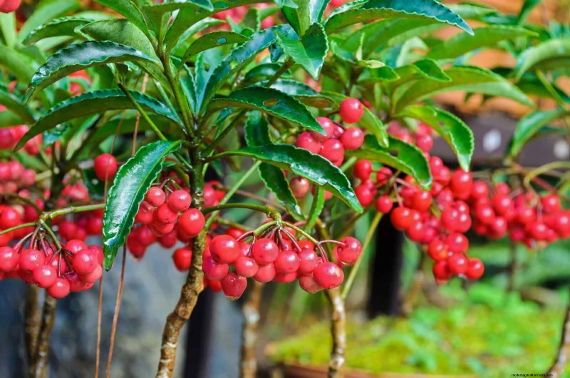 Florida Garden: Plants to Avoid - Protect Your Landscape