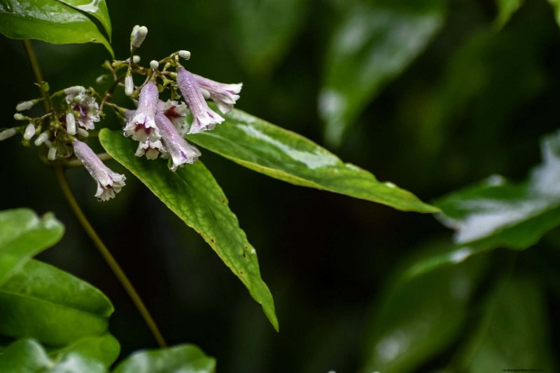 Florida Garden: Plants to Avoid - Protect Your Landscape