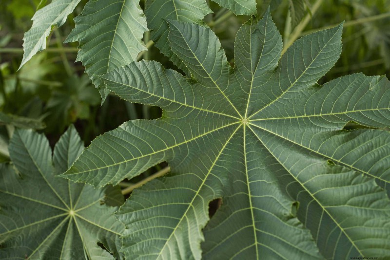 Florida Garden: Plants to Avoid - Protect Your Landscape