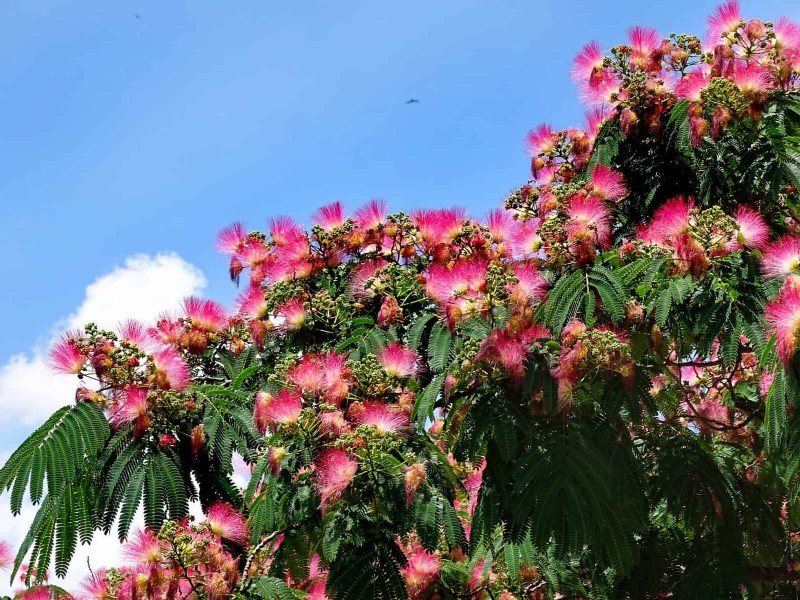 Florida Garden: Plants to Avoid - Protect Your Landscape