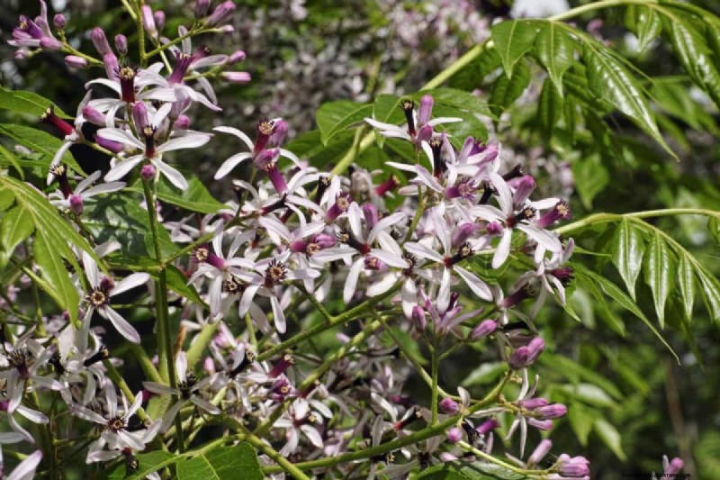 Florida Garden: Plants to Avoid - Protect Your Landscape