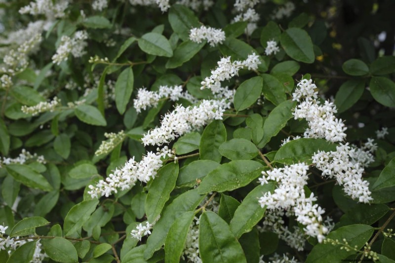 Florida Garden: Plants to Avoid - Protect Your Landscape