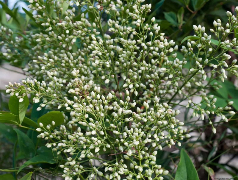 Florida Garden: Plants to Avoid - Protect Your Landscape