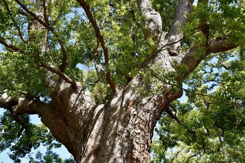 Florida Garden: Plants to Avoid - Protect Your Landscape