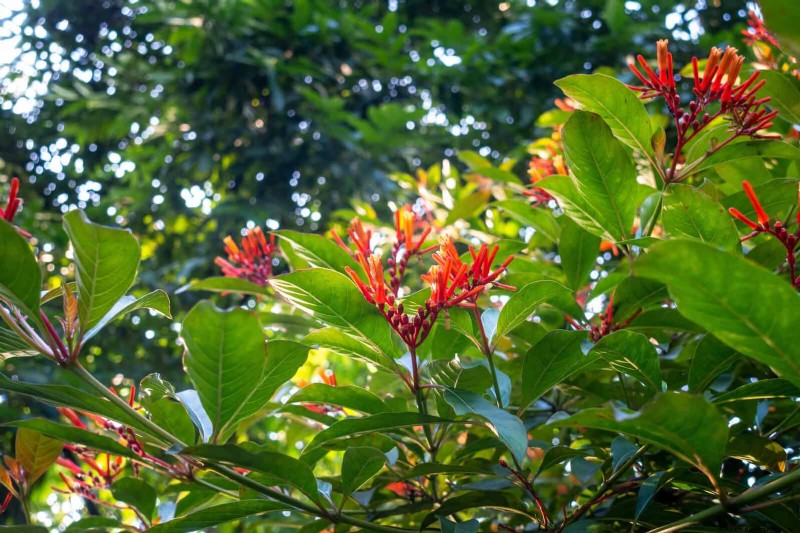 Florida Garden: Plants to Avoid - Protect Your Landscape
