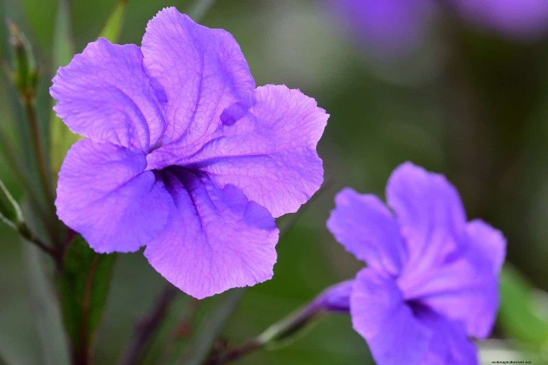 Florida Garden: Plants to Avoid - Protect Your Landscape