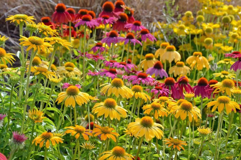 Heat-Tolerant Perennials: Top 10 for a Thriving Summer Garden