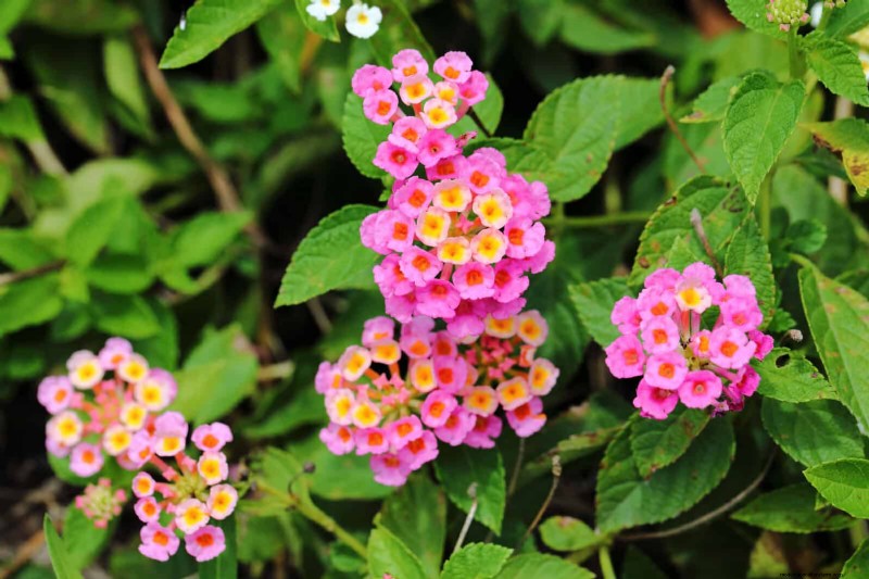 Heat-Tolerant Perennials: Top 10 for a Thriving Summer Garden