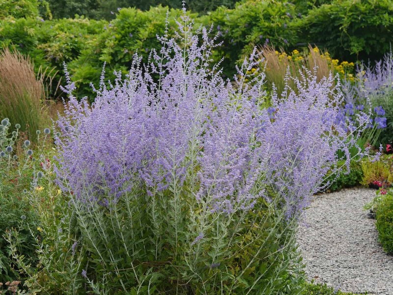 Heat-Tolerant Perennials: Top 10 for a Thriving Summer Garden