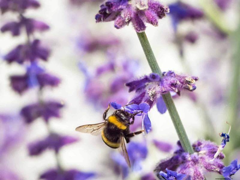 Heat-Tolerant Perennials: Top 10 for a Thriving Summer Garden
