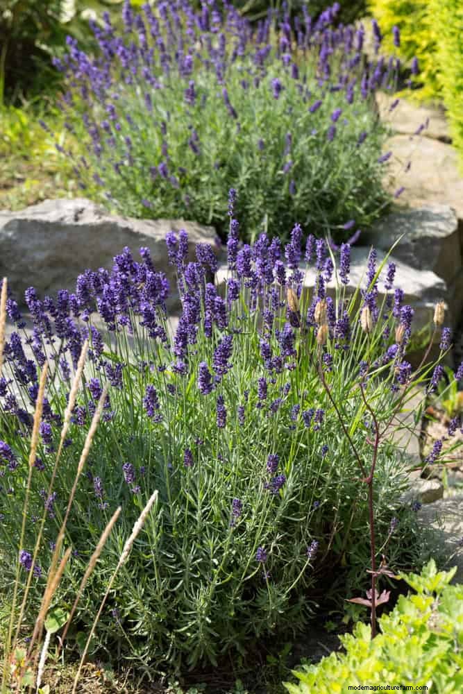 Heat-Tolerant Perennials: Top 10 for a Thriving Summer Garden