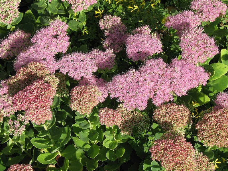 Heat-Tolerant Perennials: Top 10 for a Thriving Summer Garden