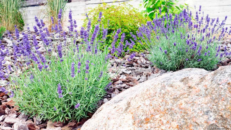 Heat-Tolerant Perennials: Top 10 for a Thriving Summer Garden