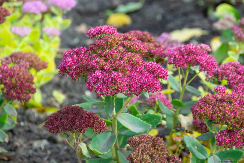 Heat-Tolerant Perennials: Top 10 for a Thriving Summer Garden