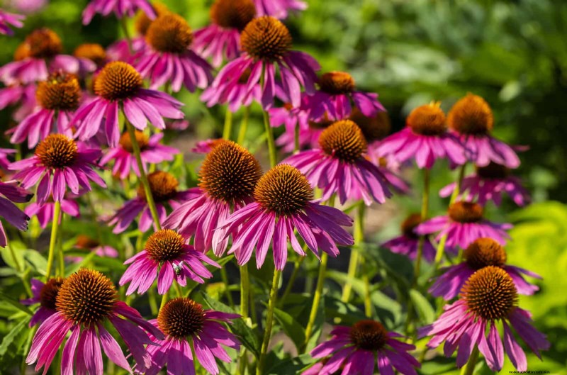 Heat-Tolerant Perennials: Top 10 for a Thriving Summer Garden