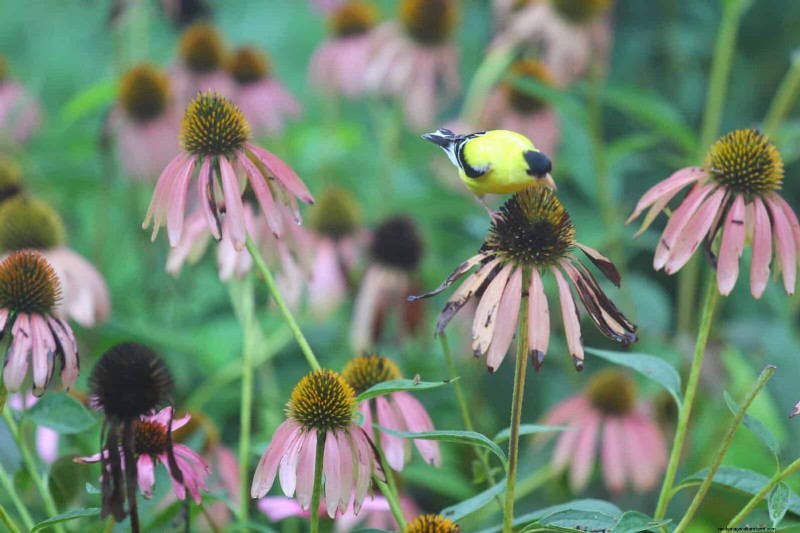 Heat-Tolerant Perennials: Top 10 for a Thriving Summer Garden