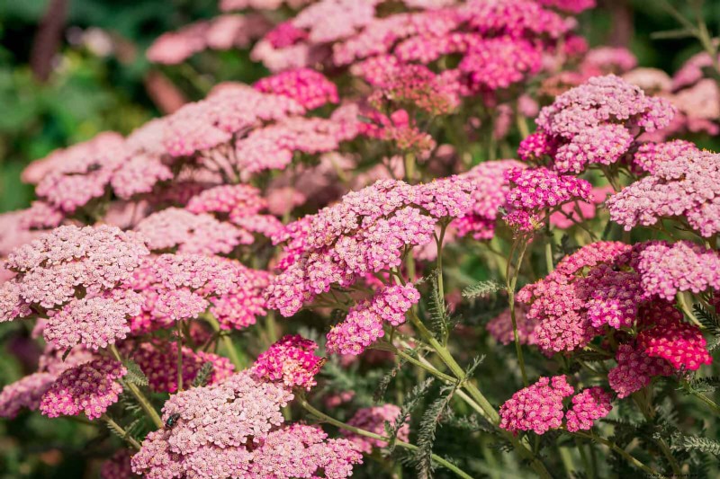 Heat-Tolerant Perennials: Top 10 for a Thriving Summer Garden
