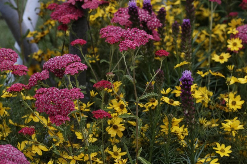 Heat-Tolerant Perennials: Top 10 for a Thriving Summer Garden