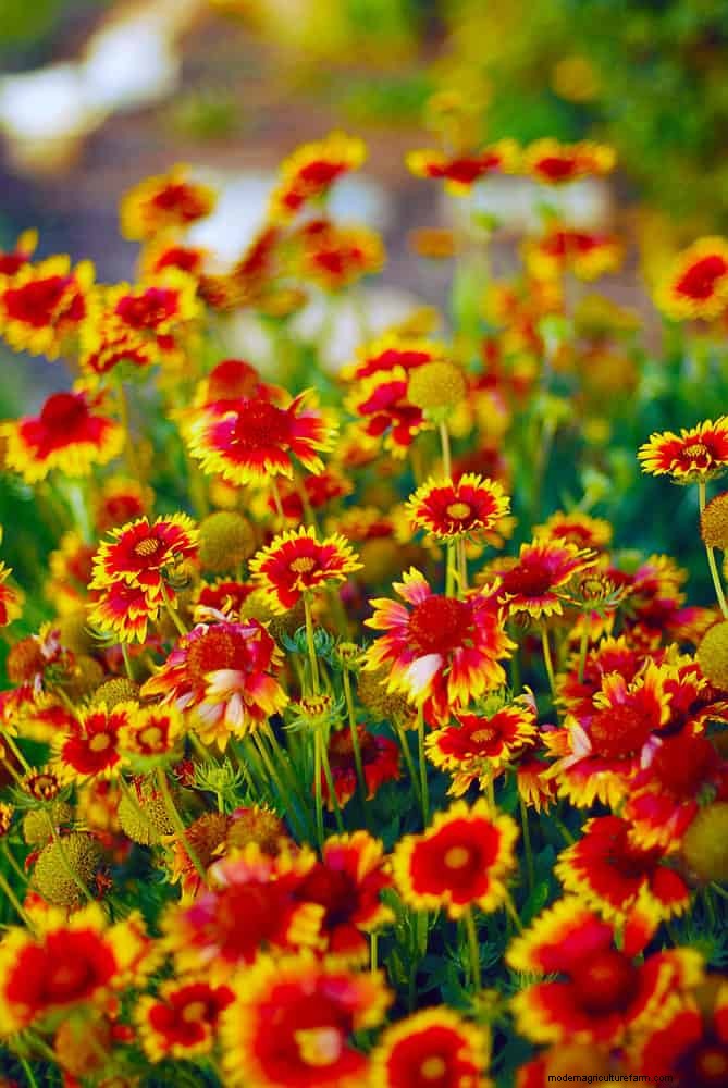 Heat-Tolerant Perennials: Top 10 for a Thriving Summer Garden