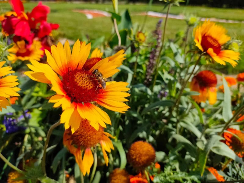 Heat-Tolerant Perennials: Top 10 for a Thriving Summer Garden