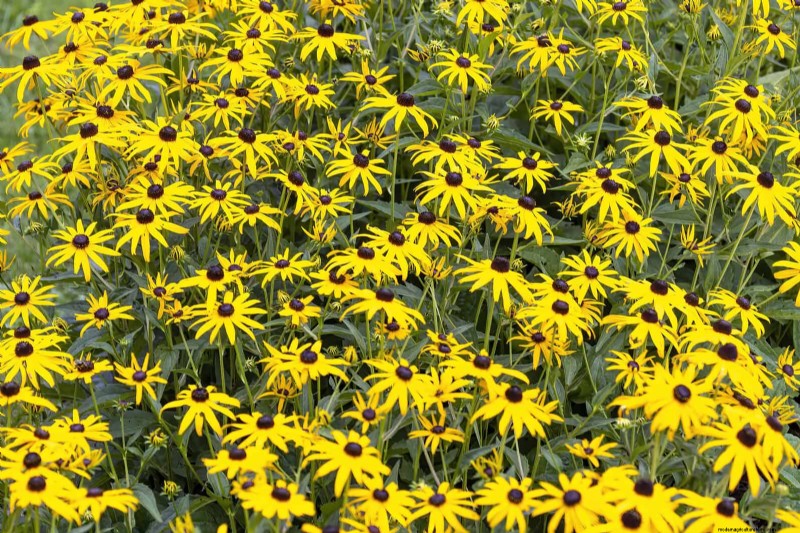 Heat-Tolerant Perennials: Top 10 for a Thriving Summer Garden