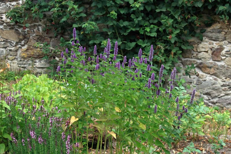 Heat-Tolerant Perennials: Top 10 for a Thriving Summer Garden