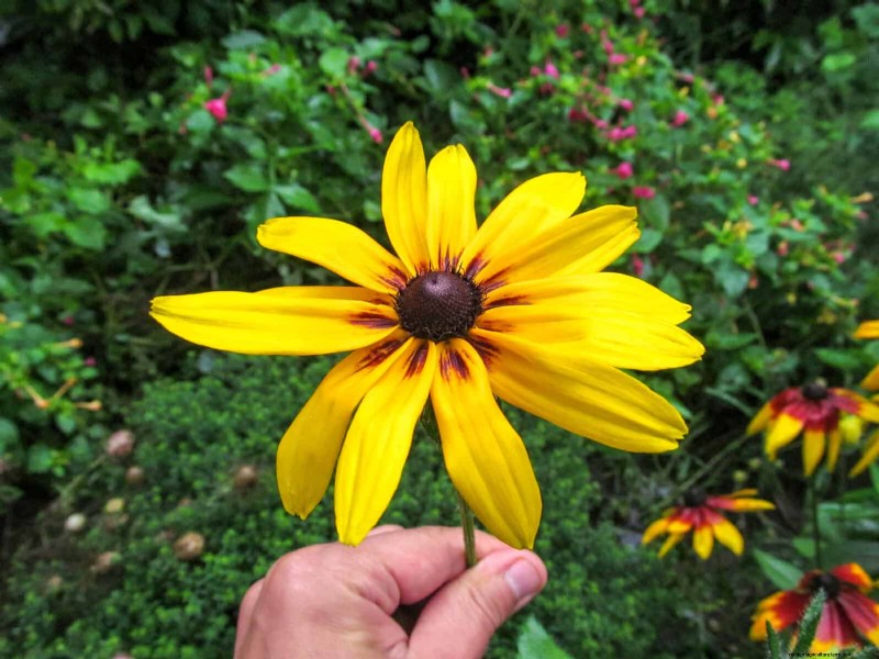 Heat-Tolerant Perennials: Top 10 for a Thriving Summer Garden