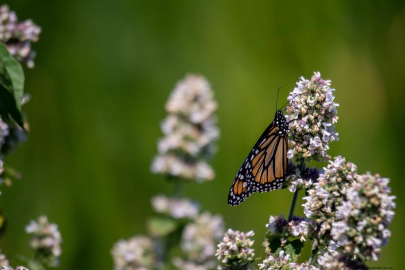 Heat-Tolerant Perennials: Top 10 for a Thriving Summer Garden