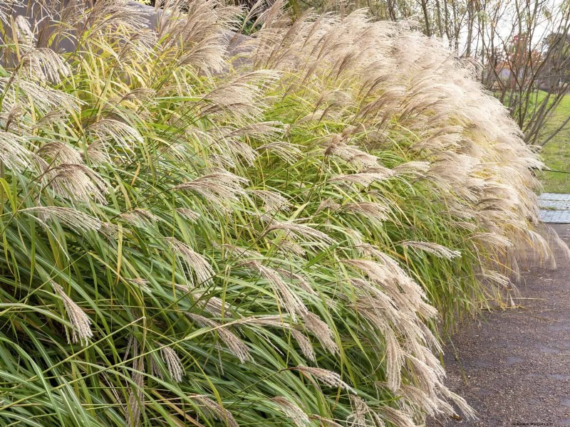 Heat-Tolerant Perennials: Top 10 for a Thriving Summer Garden
