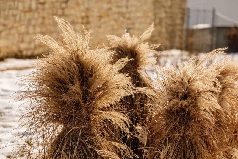 Heat-Tolerant Perennials: Top 10 for a Thriving Summer Garden