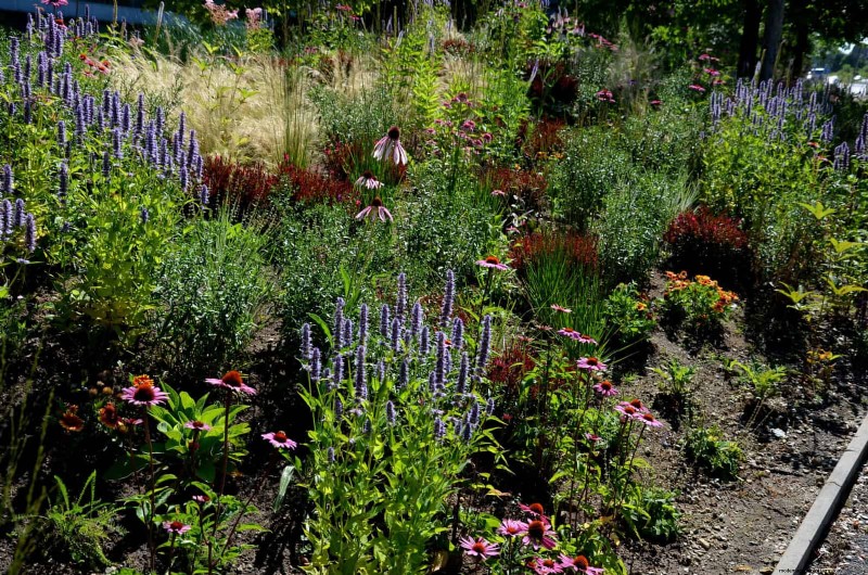 Heat-Tolerant Perennials: Top 10 for a Thriving Summer Garden