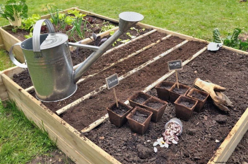 July Vegetable Planting: What You Can Still Grow & How