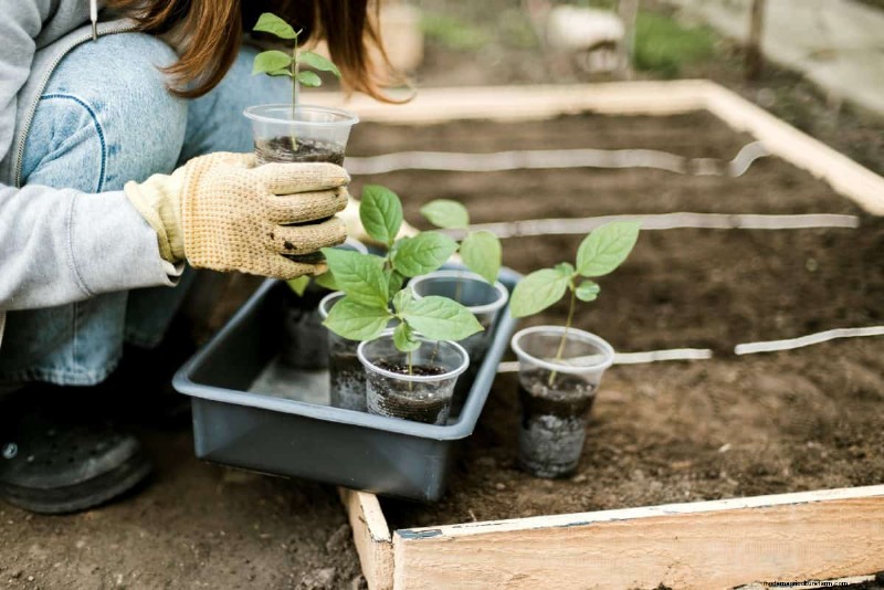 July Vegetable Planting: What You Can Still Grow & How