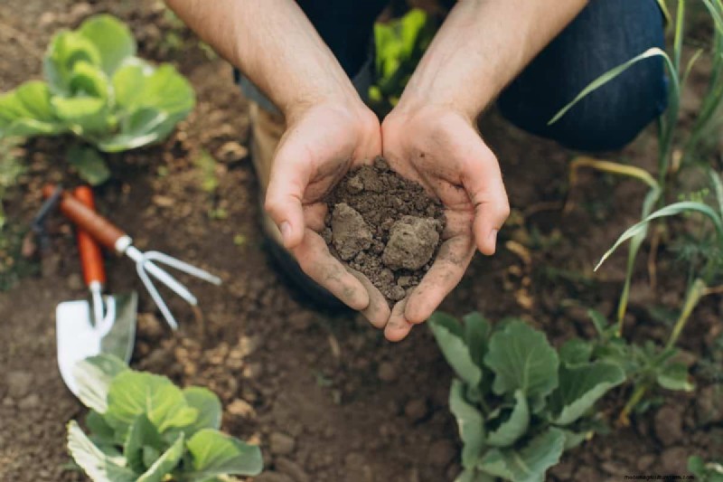 July Vegetable Planting: What You Can Still Grow & How