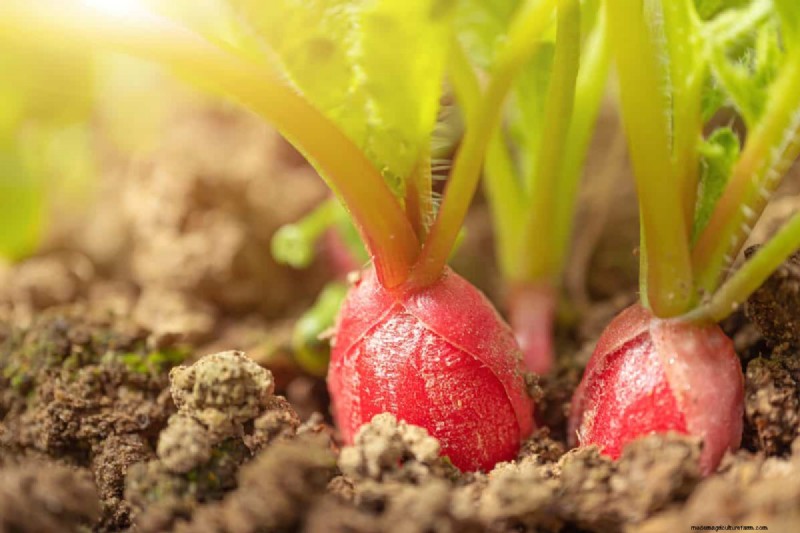 July Vegetable Planting: What You Can Still Grow & How