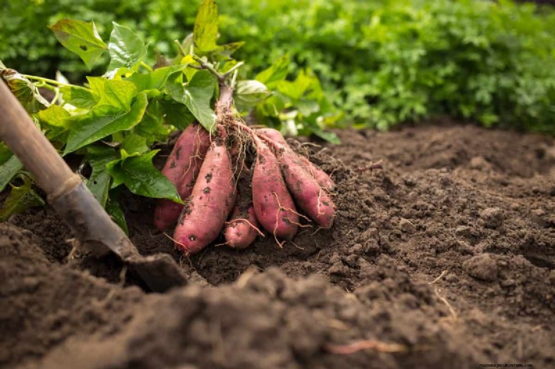 July Vegetable Planting: What You Can Still Grow & How