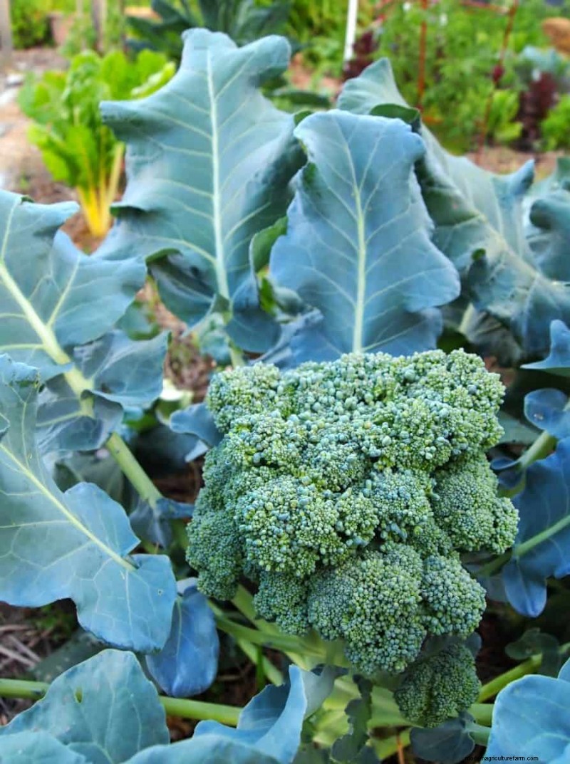 July Vegetable Planting: What You Can Still Grow & How