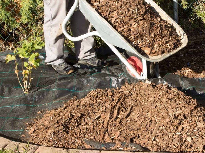 July Vegetable Planting: What You Can Still Grow & How