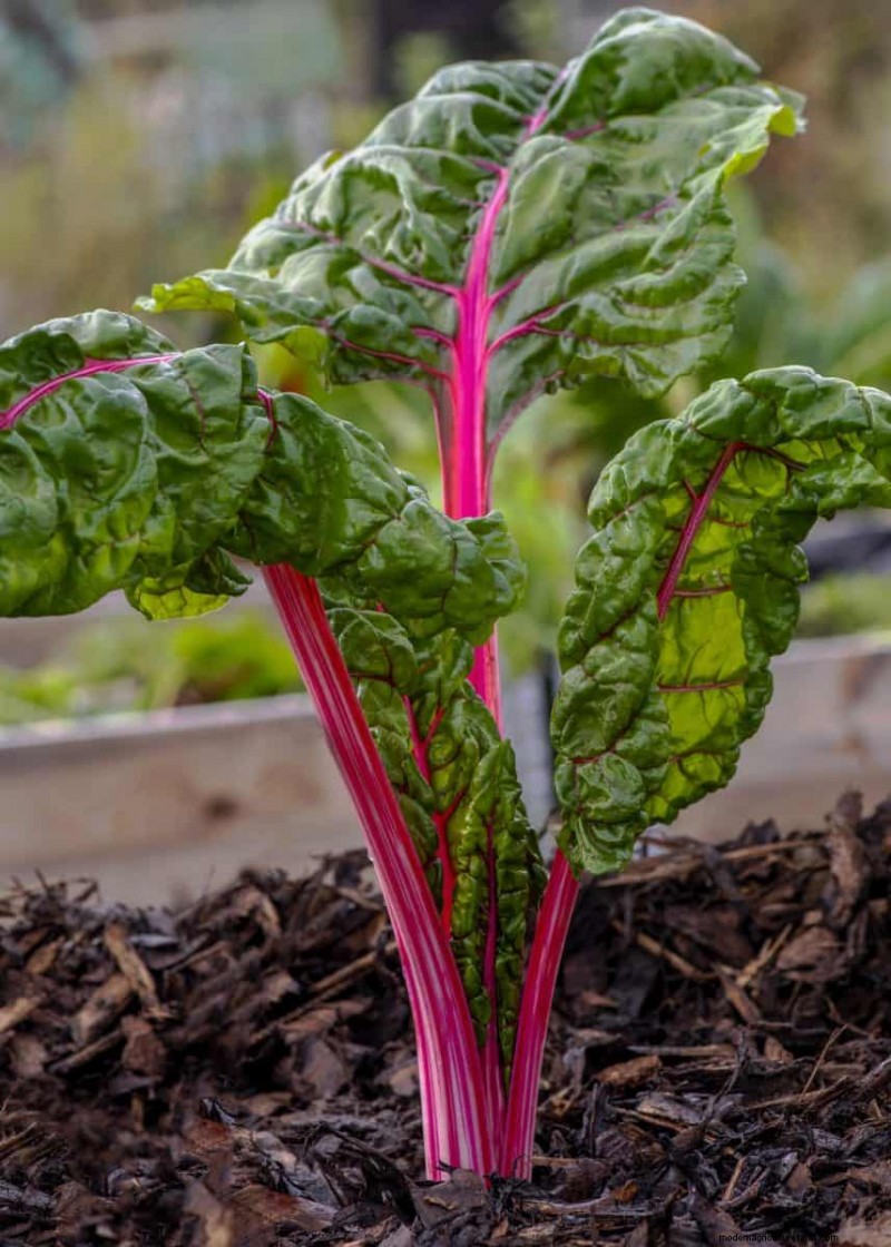 July Vegetable Planting: What You Can Still Grow & How
