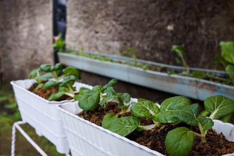 July Vegetable Planting: What You Can Still Grow & How