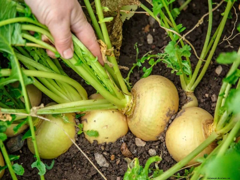 July Vegetable Planting: What You Can Still Grow & How