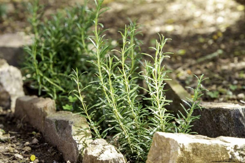 July Vegetable Planting: What You Can Still Grow & How